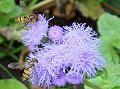 2010-0810-1405_Hoverfly_18,8C